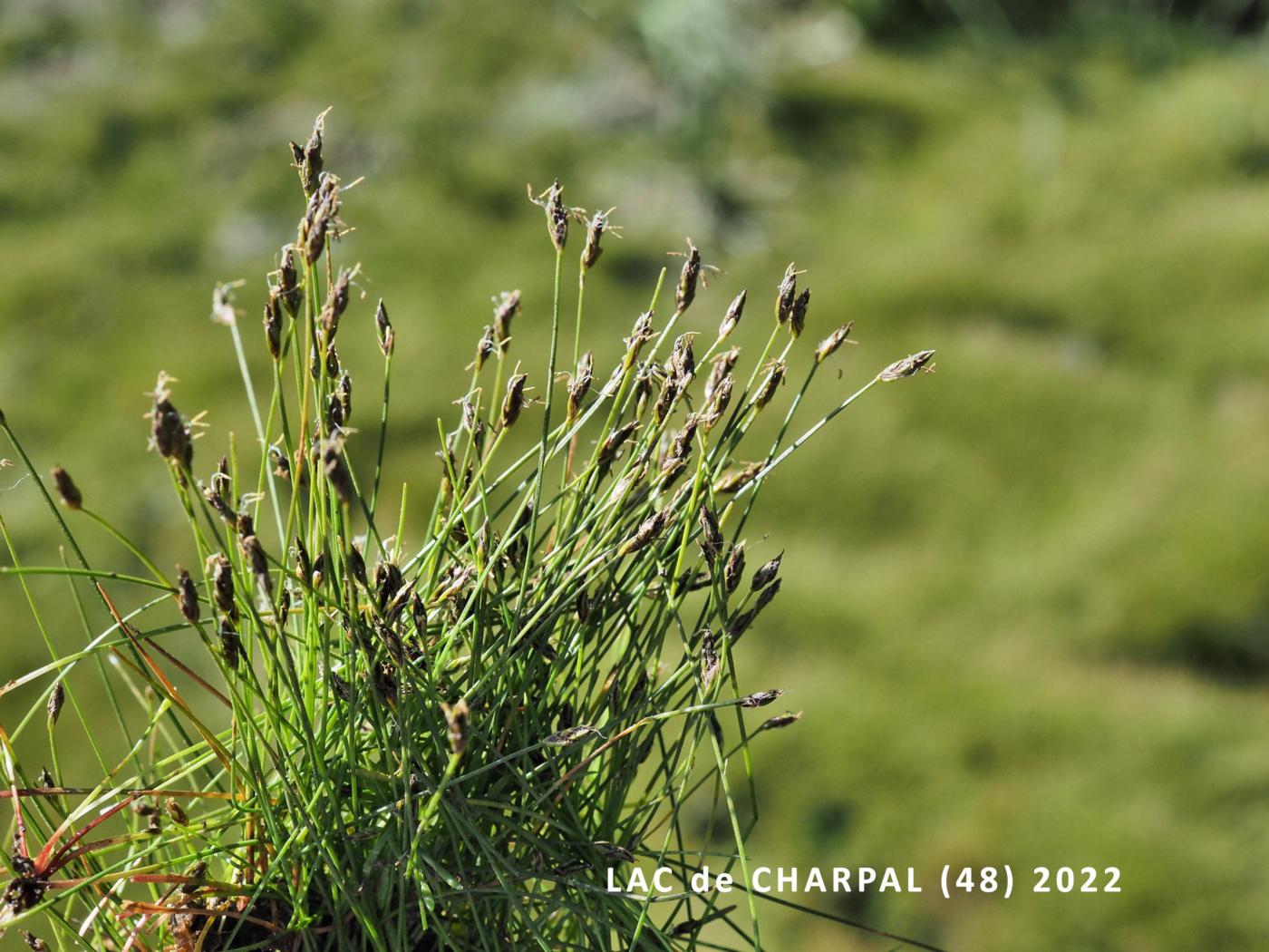 Club-rush, Slender plant